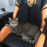 What chair does Cdew have? Vertagear Gaming Chair