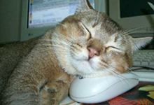 cat sleeping on mouse